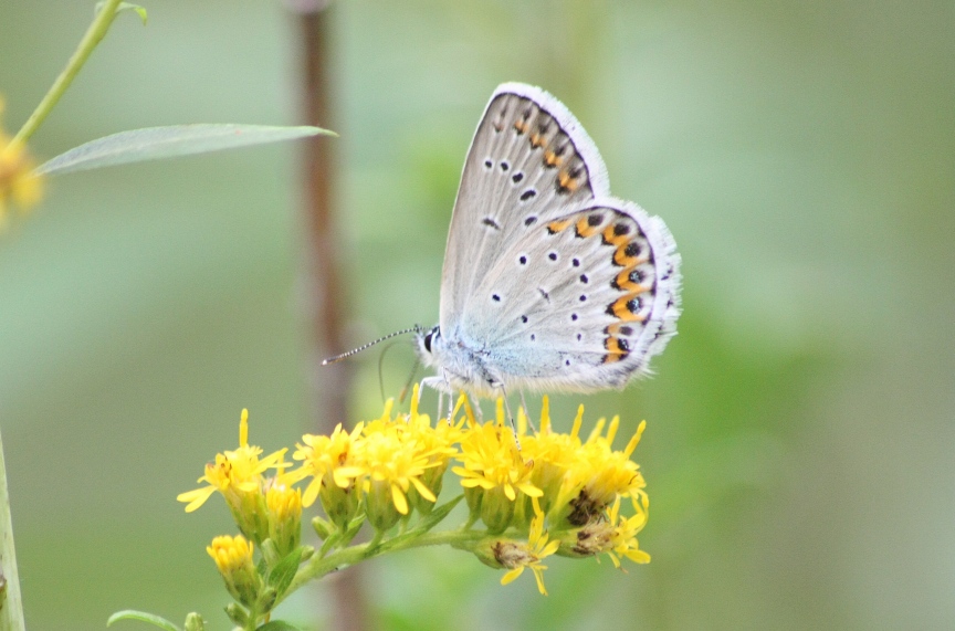 Lepidoptera dei Colli Euganei 1